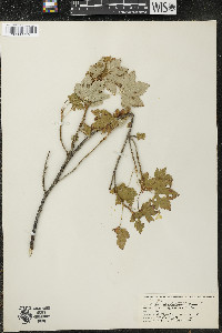 Ribes glandulosum image