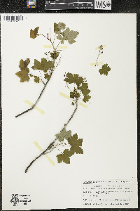 Ribes glandulosum image