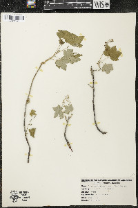 Ribes glandulosum image