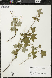 Ribes glandulosum image