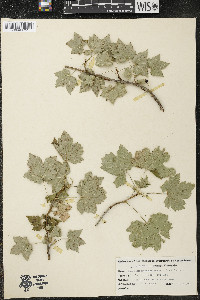 Ribes glandulosum image