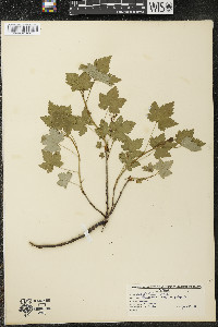 Ribes glandulosum image