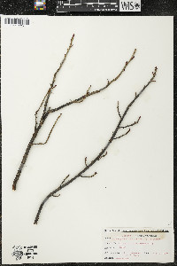 Ribes glandulosum image