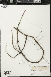 Ribes glandulosum image