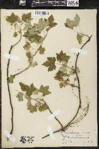 Ribes glandulosum image