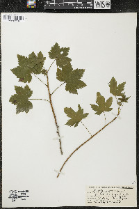 Ribes glandulosum image