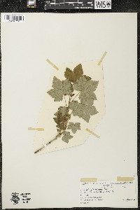 Ribes glandulosum image