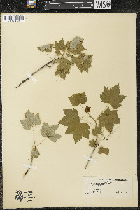 Ribes glandulosum image