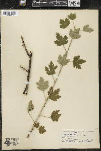 Ribes hirtellum image