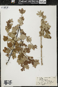 Ribes hirtellum image