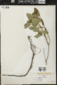 Ribes hudsonianum image