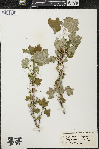 Ribes hudsonianum image