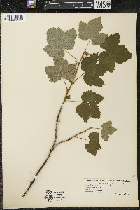 Ribes hudsonianum image