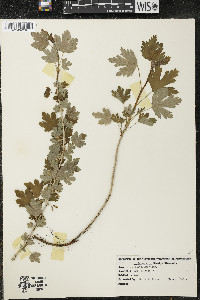 Ribes hirtellum image