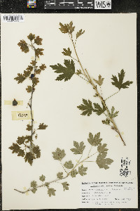 Ribes hirtellum image