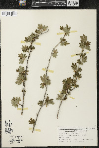 Ribes hirtellum image