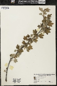 Ribes hirtellum image