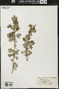 Ribes hirtellum image