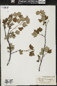 Ribes hirtellum image