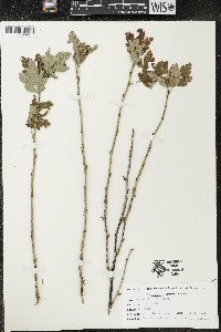 Ribes hirtellum image