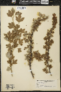 Ribes hirtellum image
