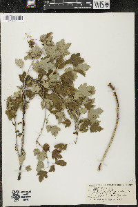 Ribes hirtellum image