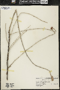 Ribes hirtellum image