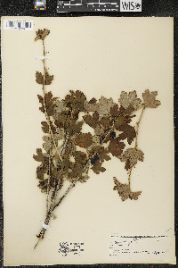 Ribes hirtellum image