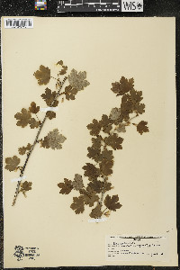 Ribes hirtellum image