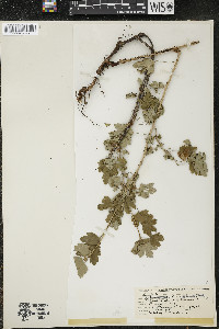 Ribes hirtellum image