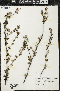 Ribes hirtellum image