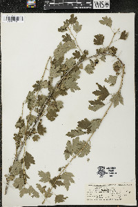 Ribes hirtellum image