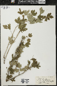 Ribes hirtellum image