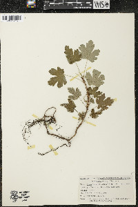 Ribes lacustre image