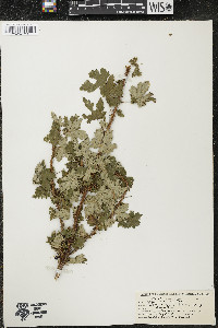 Ribes lacustre image