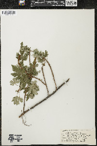 Ribes lacustre image