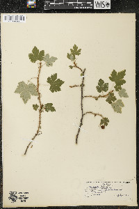 Ribes lacustre image
