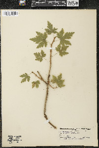 Ribes lacustre image