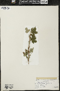 Ribes lacustre image