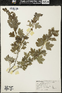 Ribes missouriense image