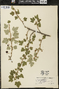 Ribes lacustre image