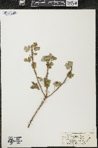 Ribes lacustre image
