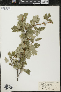 Ribes lacustre image