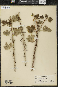 Ribes missouriense image