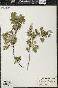Ribes lacustre image