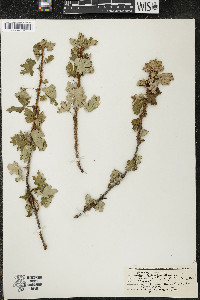 Ribes lacustre image