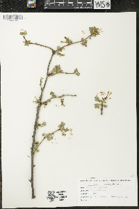 Ribes odoratum image