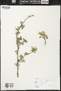 Ribes odoratum image