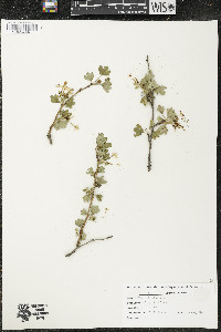 Ribes odoratum image