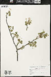 Ribes odoratum image